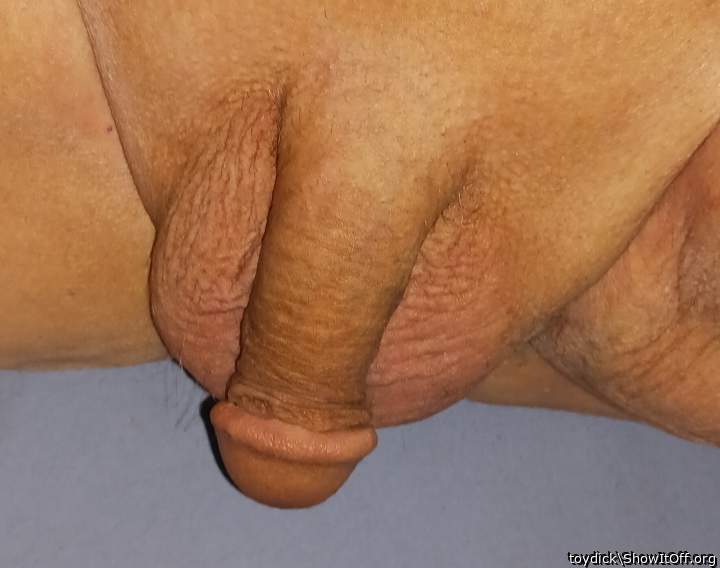 Photo of a snake from toydick