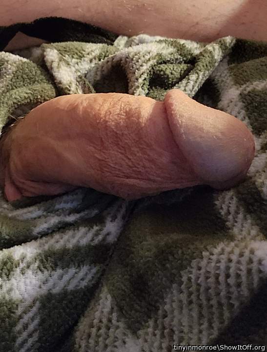 Photo of a python from tinyinmonroe
