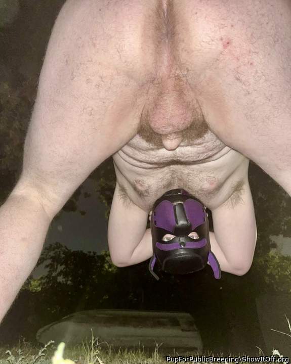 Testicles Photo from PupForPublicBreeding