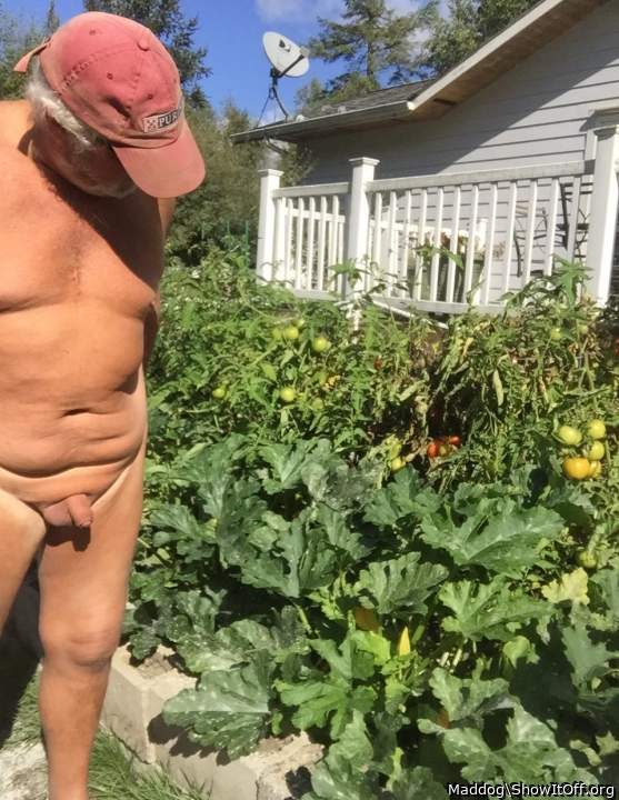Photo of a rooster from Maddog
