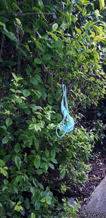 My knickers in a tree