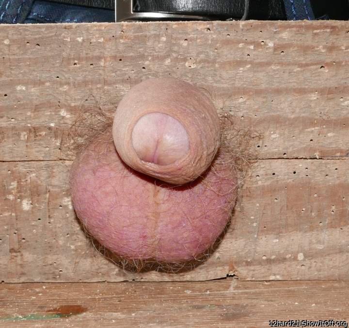 Photo of a lizard from 12hard21