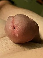 phallus