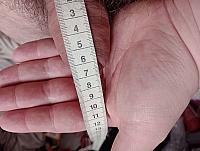 penis photo