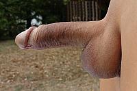 cock
